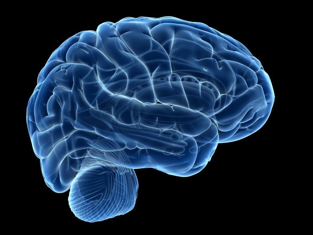 1030x770 Human Brain HD Wallpaper 36893, Desktop