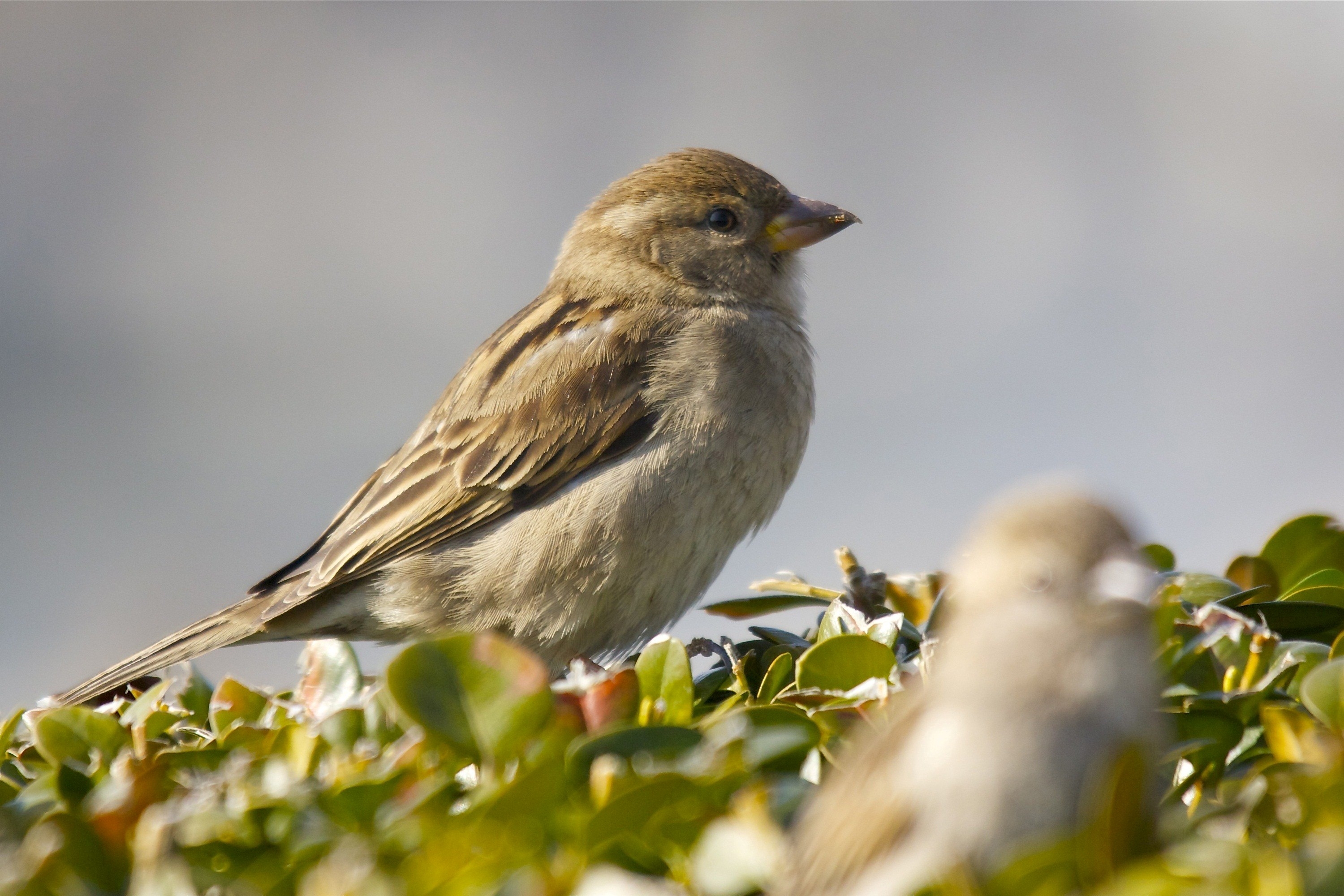 3000x2000 Indian Sparrow Sitting on Tree, Desktop