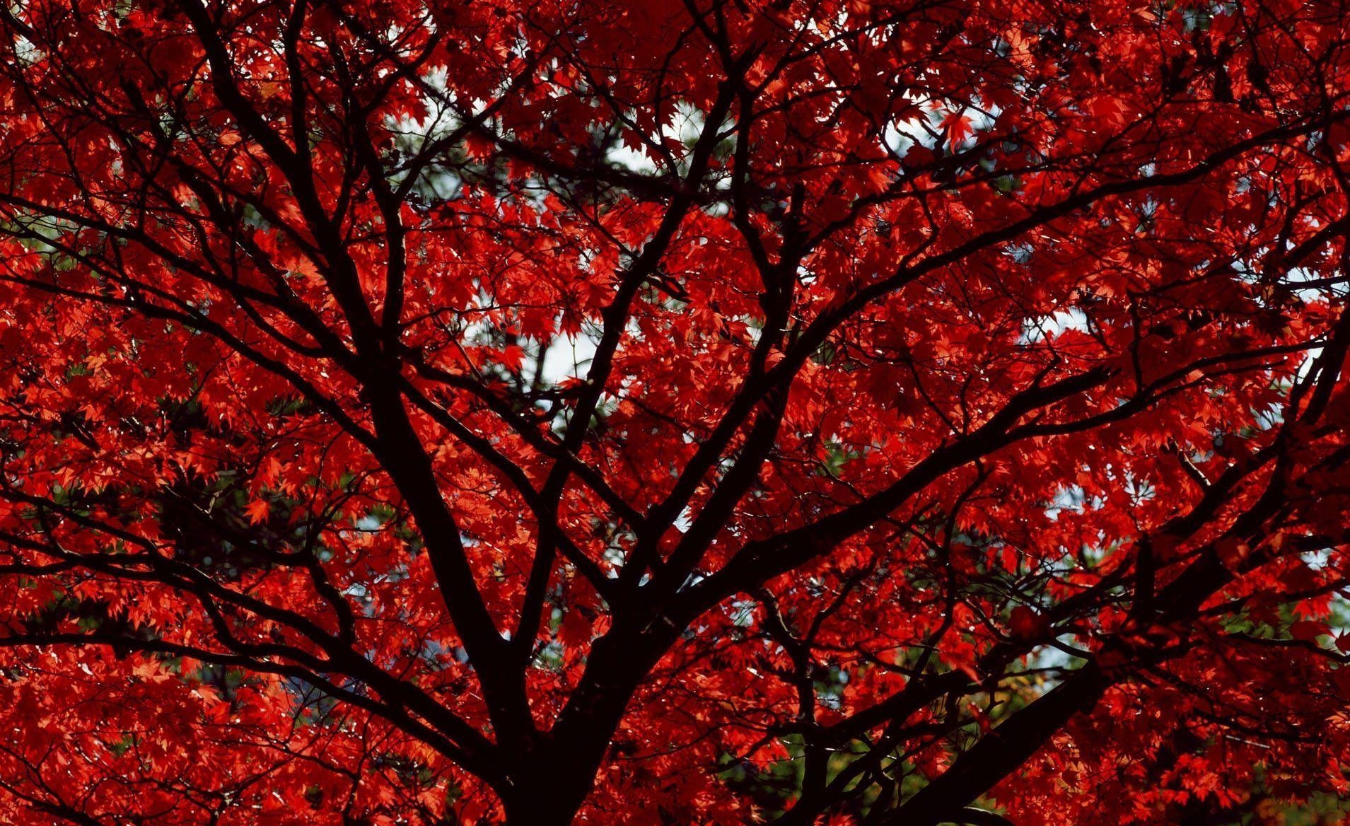 1910x1170 Autumn wallpaper with red leaves HD Wallpaper, Desktop