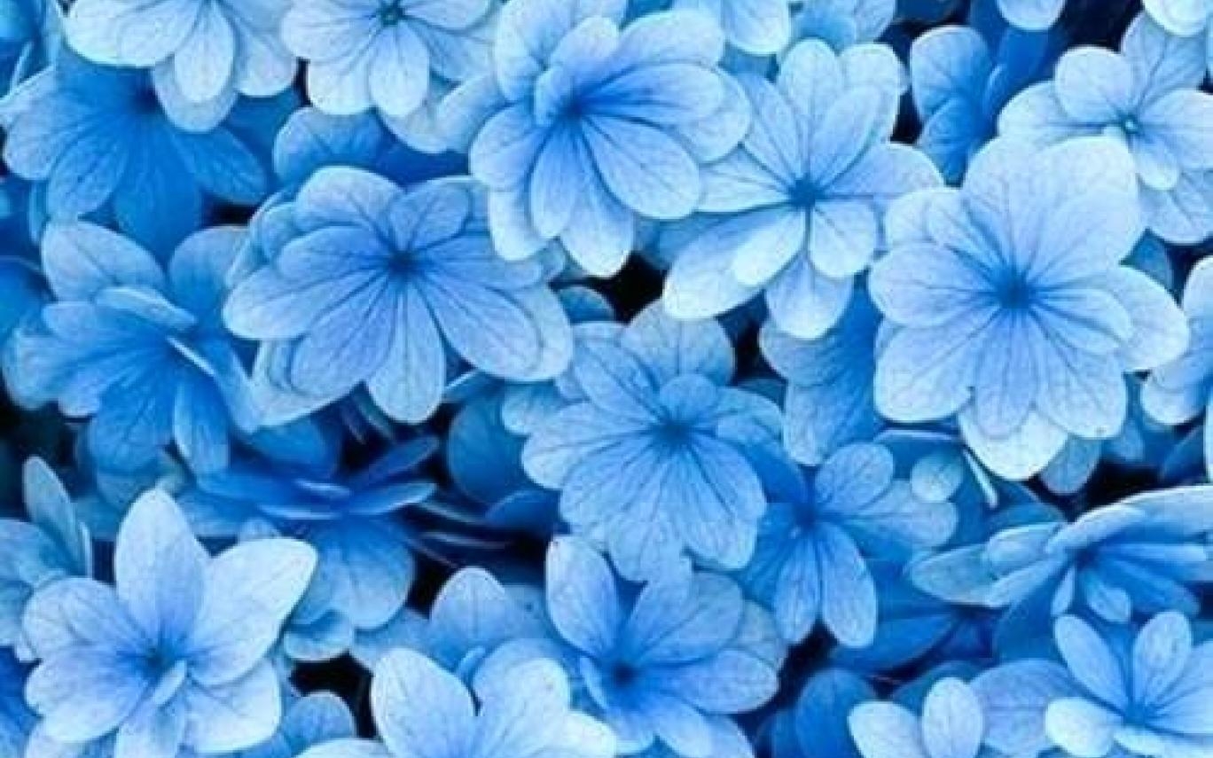 1370x860 Blue Flower Aesthetic Desktop Wallpaper, Desktop