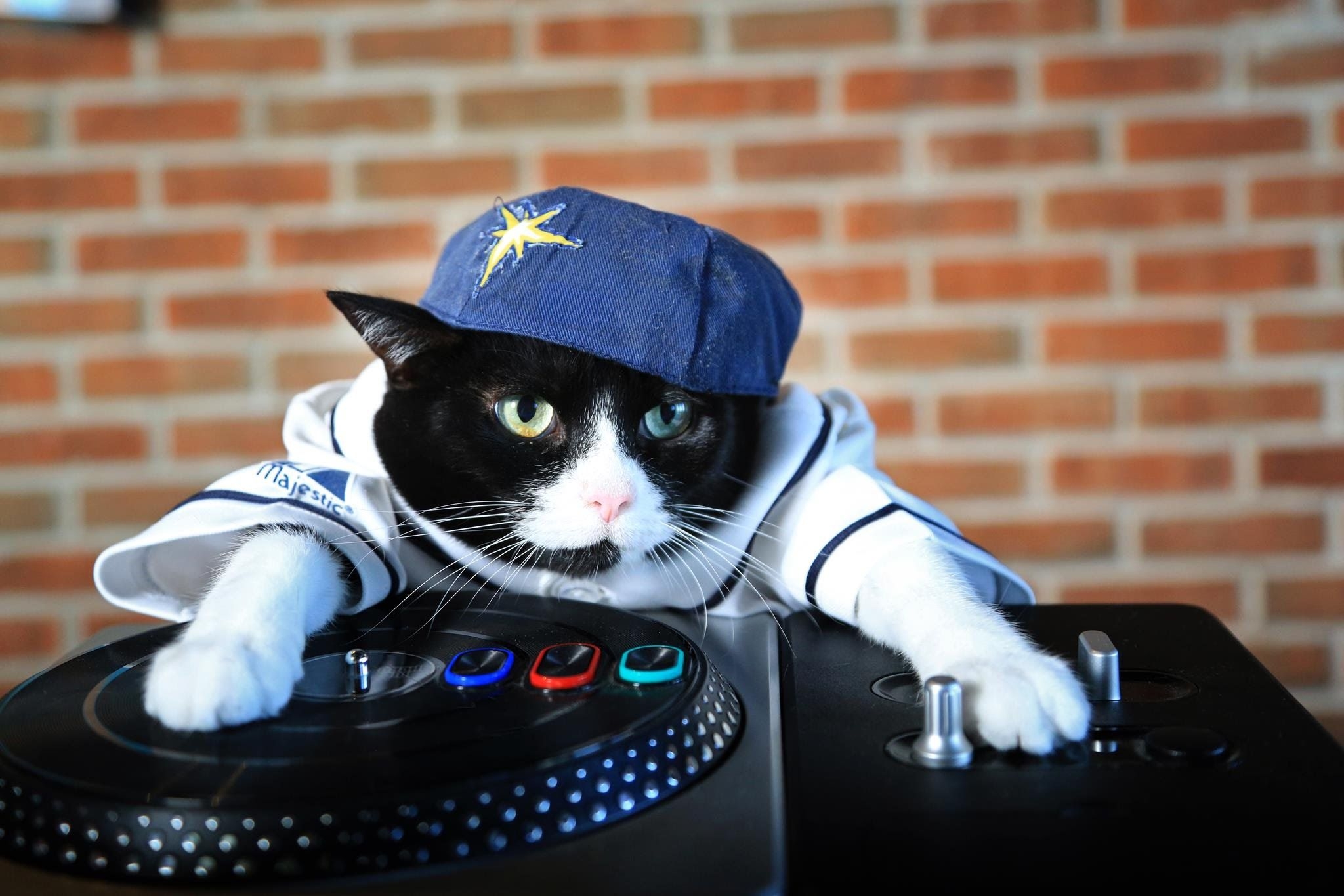 2050x1370 Gangster Cat DJ Wallpaper, Desktop