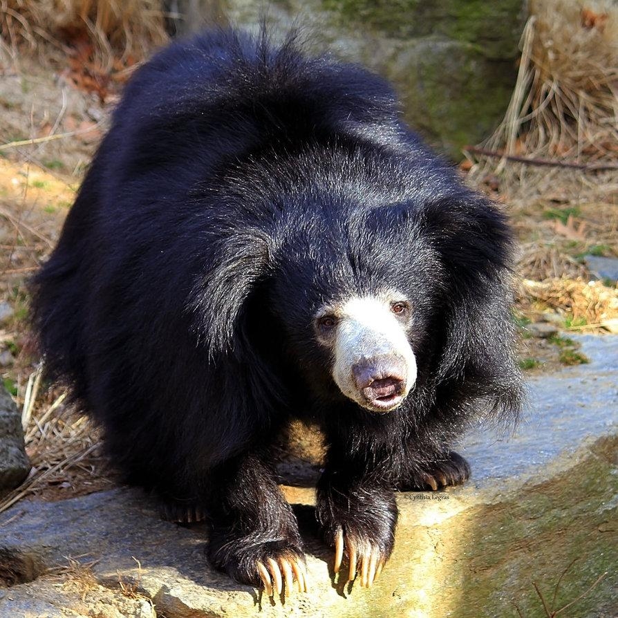 900x900 Free download Sloth bear Wallpaper animalplanethdcom Sloth, Phone