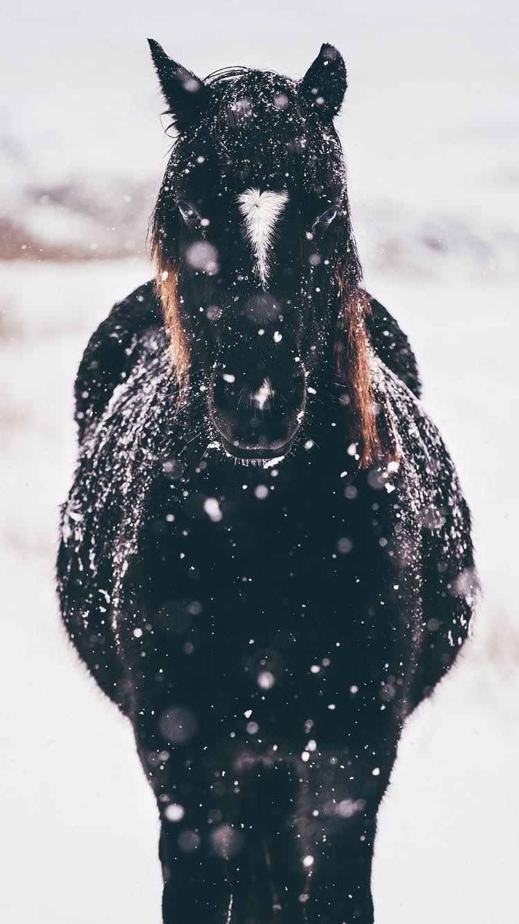 750x1340 iPhone and Android Wallpaper: Horse in the Snow Wallpaper, Phone