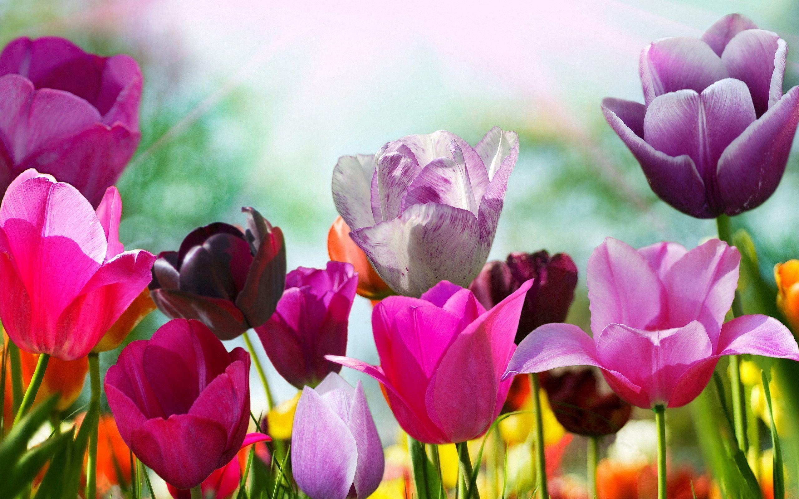 2560x1600 Pink Tulip Wallpaper, Desktop