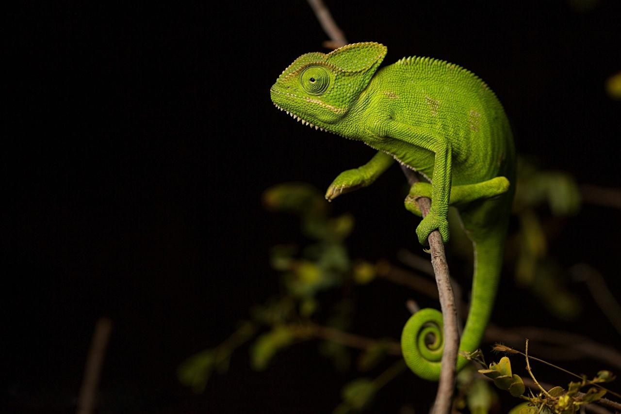 1280x860 Wallpaper Chameleon Green Branches Animals, Desktop