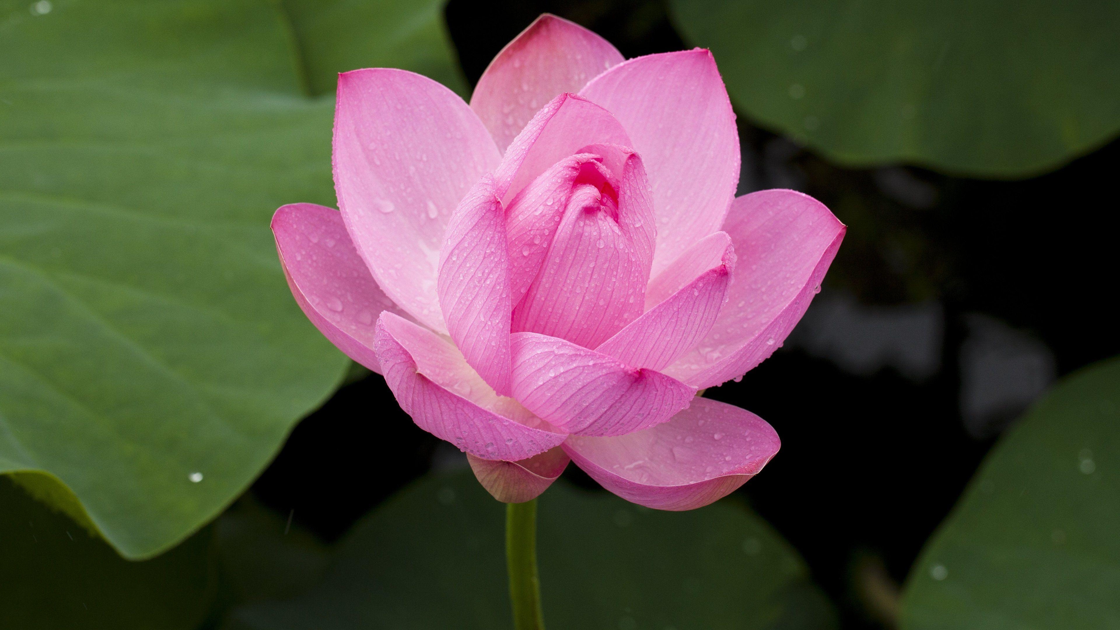 3840x2160 Pink Lotus Flower Wallpaper & Desktop Background, Desktop