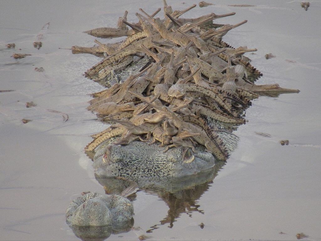 1030x770 Papa Gharial croc with his hatchlings!, Desktop