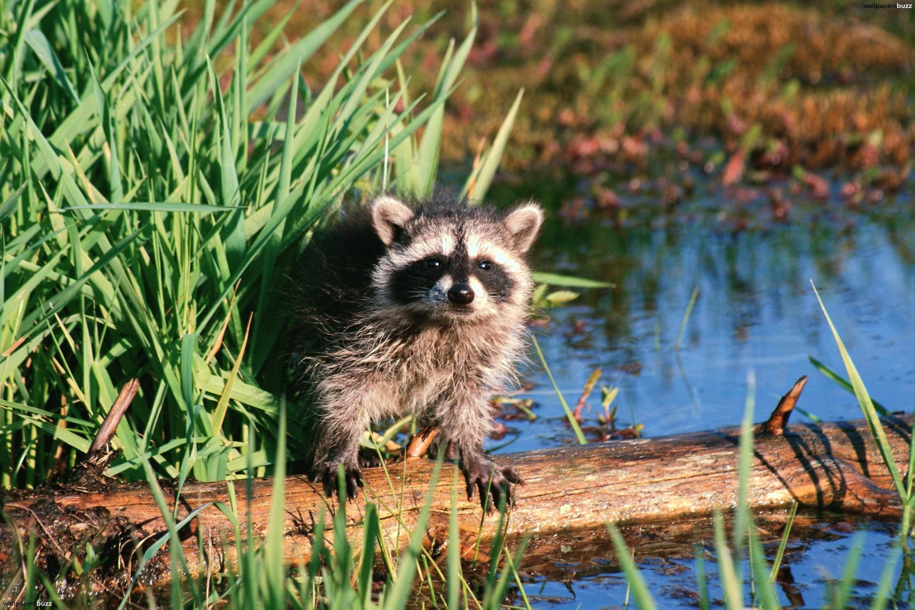 3080x2050 Cute raccoon in the grass HD Wallpaper, Desktop