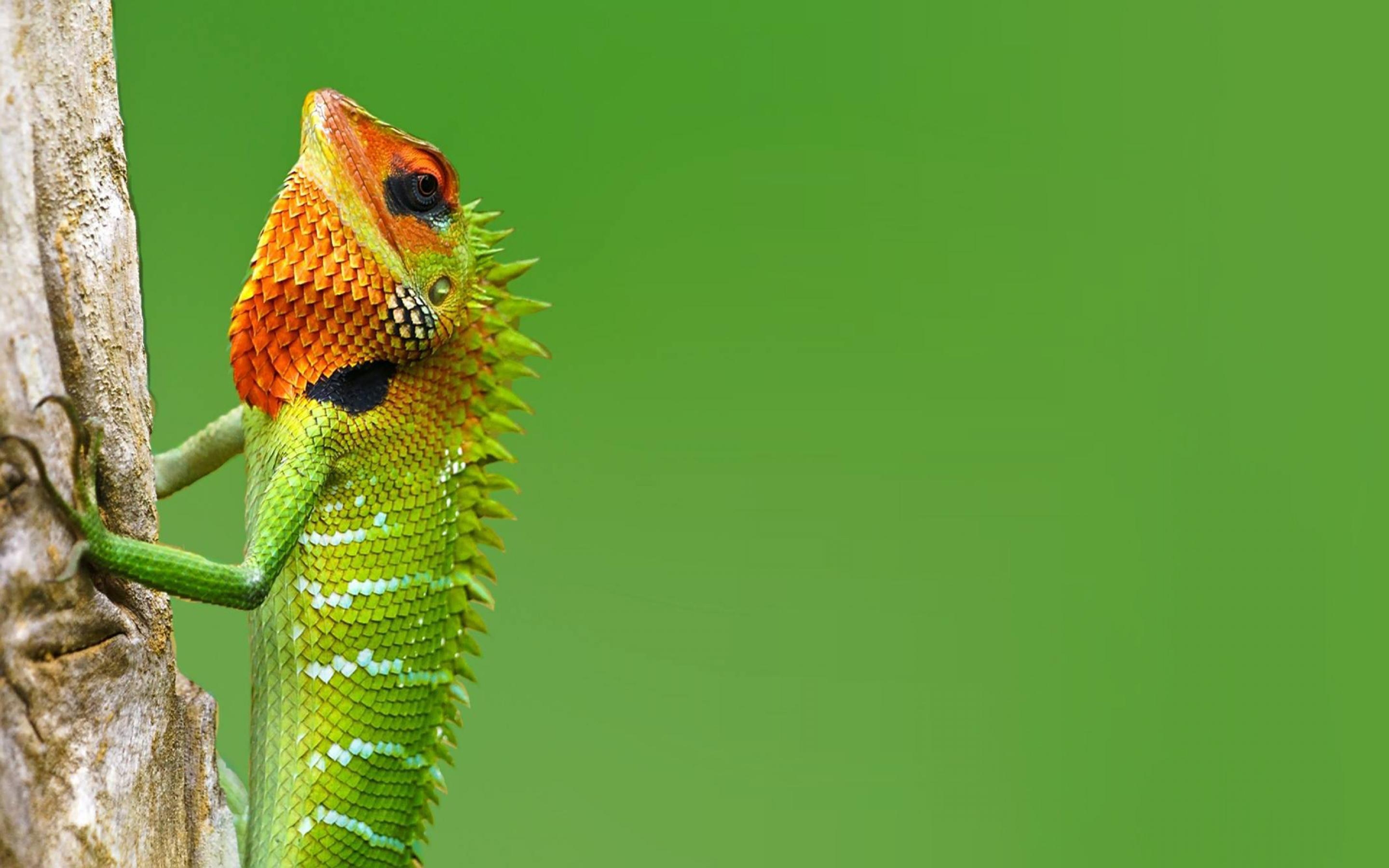 2880x1800 Chameleon Wallpaper 4K (1920x1080 px). Wallperio.com™, Desktop