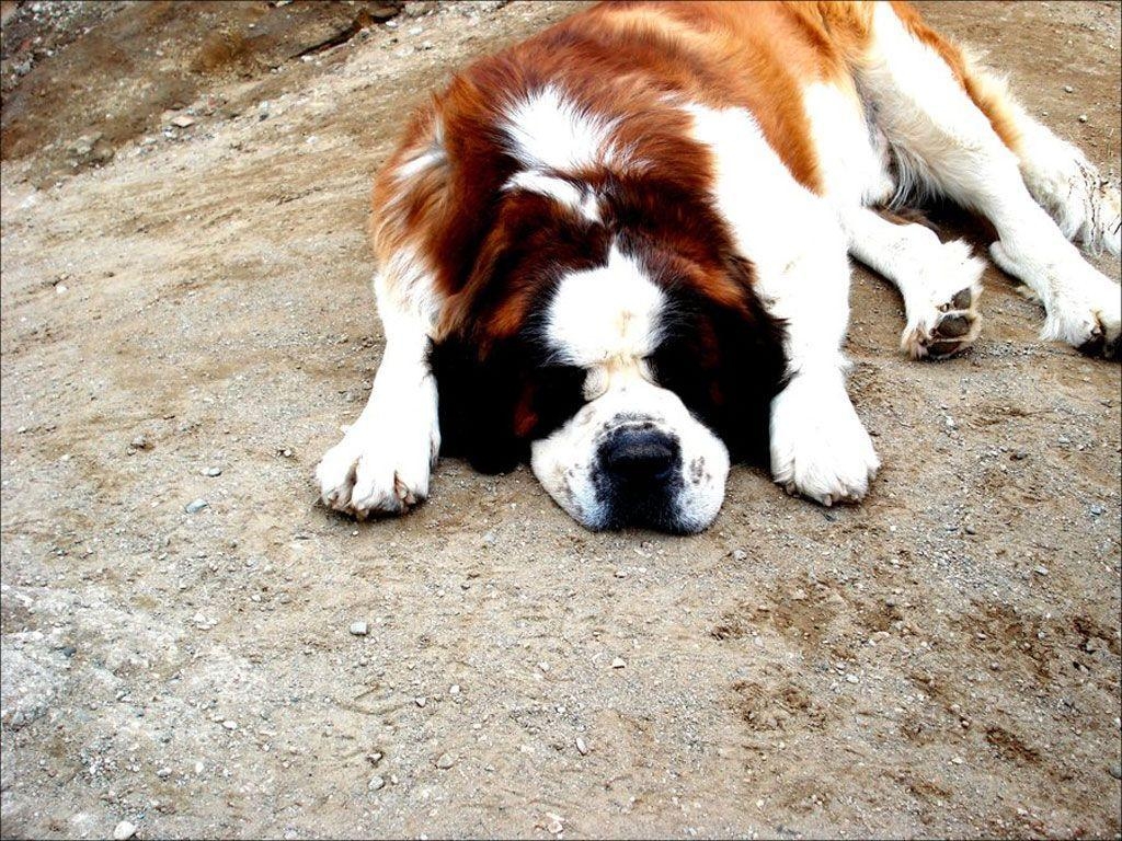 1030x770 Saint Bernard sleeping outdoor wallpaper, Desktop