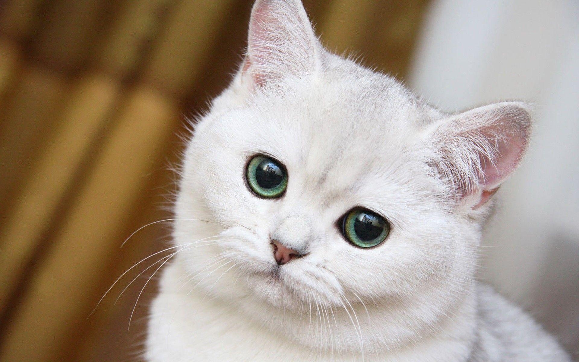 1920x1200 White Cute Cat Wallpaper, Desktop