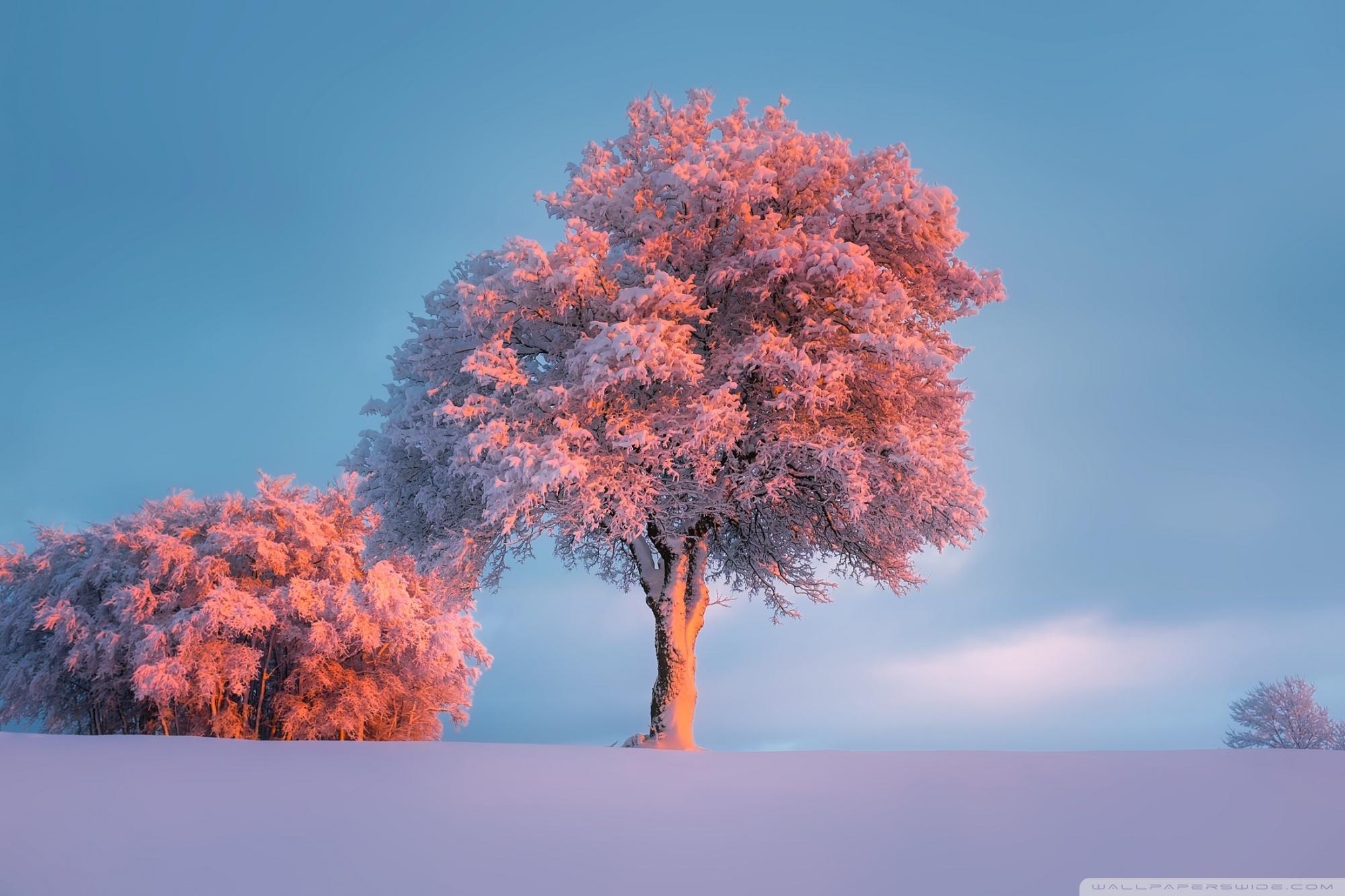 2000x1340 Trees, Winter, Pink Sunset Ultra HD Desktop Background Wallpaper, Desktop