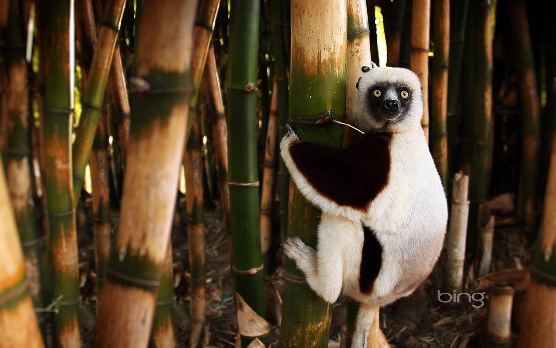 1920x1200 widescreen wallpaper lemur, Desktop