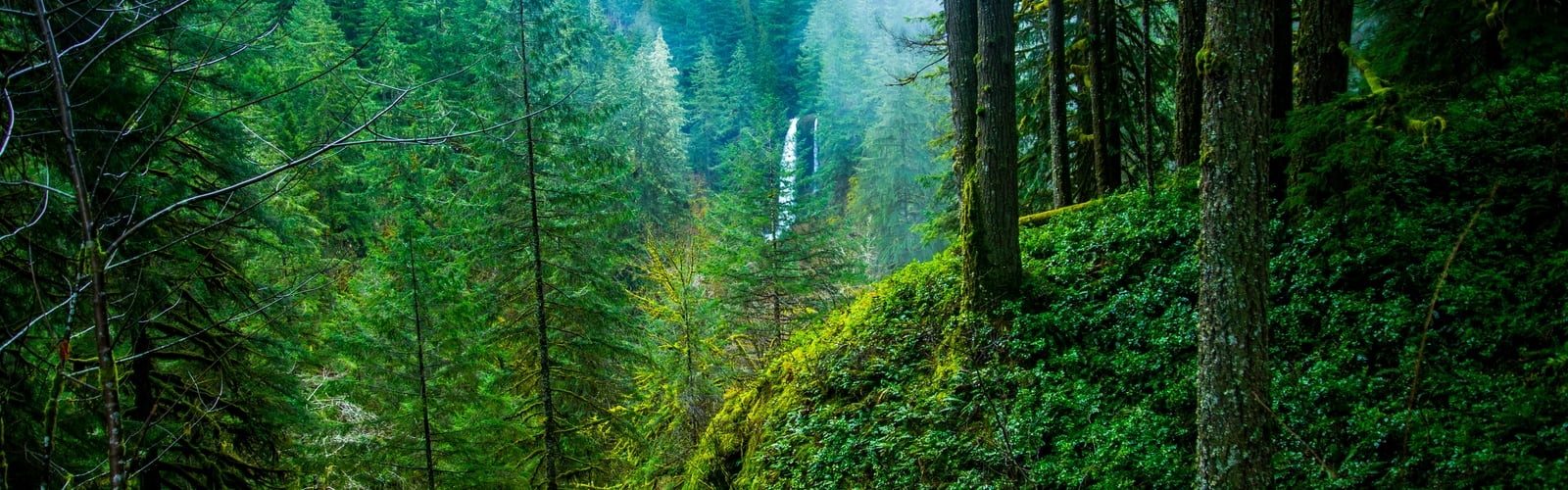 1600x500 Pacific Northwest best free pacific northwest, tree, forest and united state photo, Dual Screen