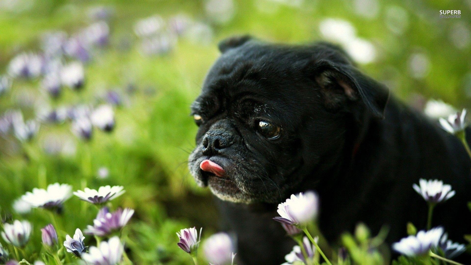 1920x1080 Pug Puppy Picture HD Wallpaper, Desktop