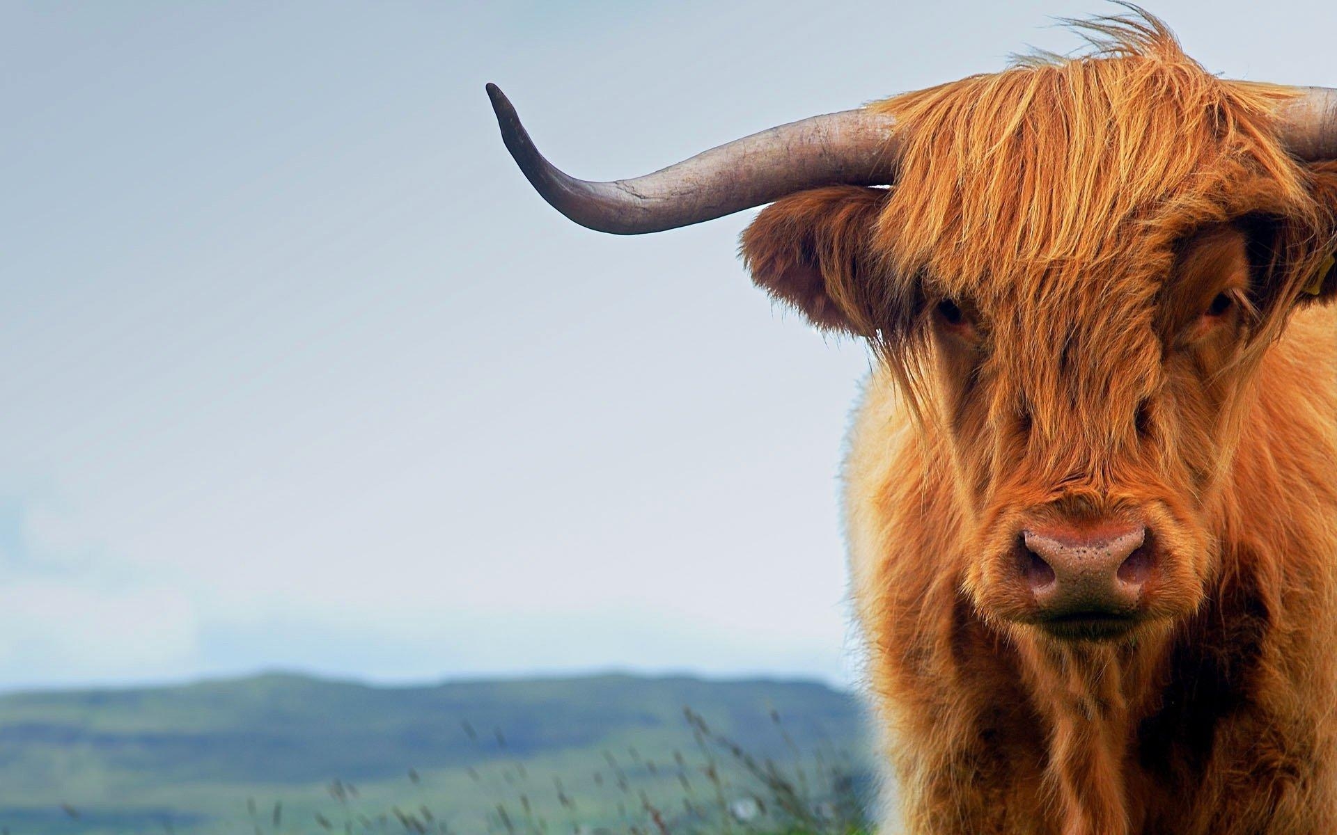 1920x1200 Highland Cattle HD Wallpaper, Desktop