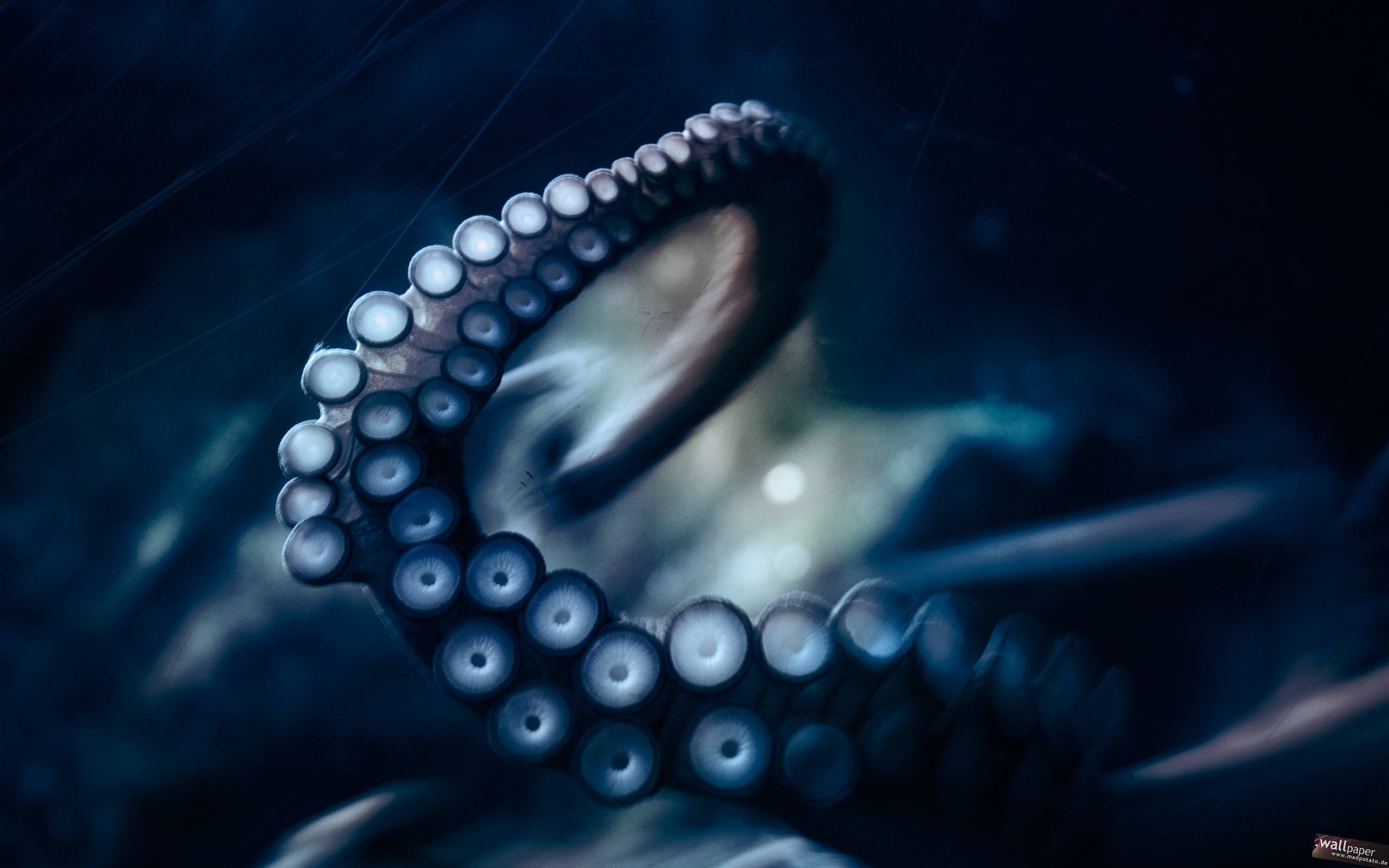 2560x1600 Octopus Photography HD wallpaper « HD Wallpaper, Desktop