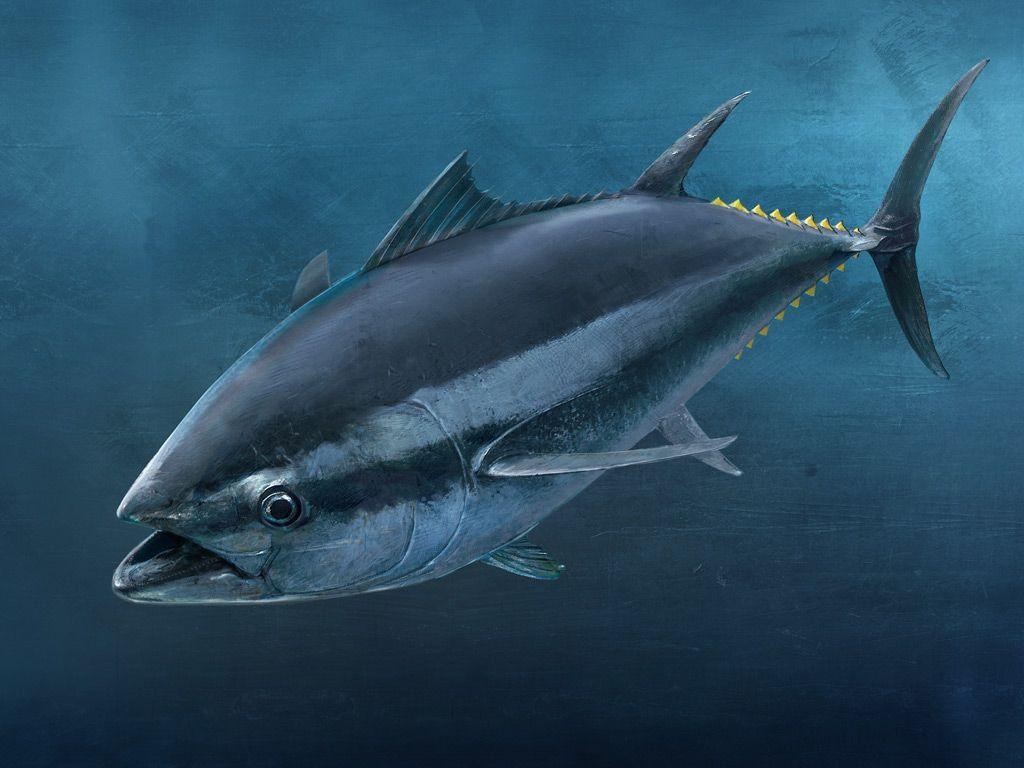 1030x770 Tuna Fish Wallpaper Background & Wallpaper, Desktop