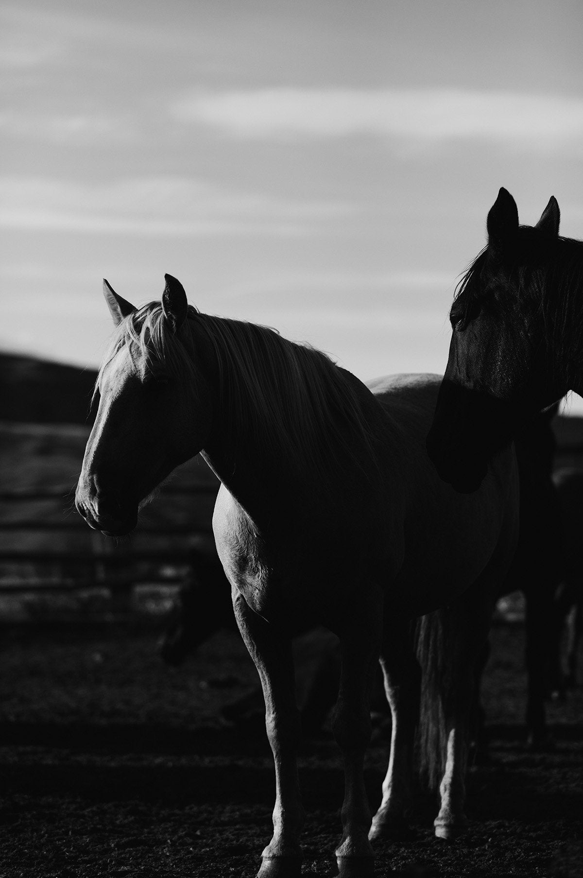 1200x1810 Western Photography A White And Black In Black And White 024, Phone