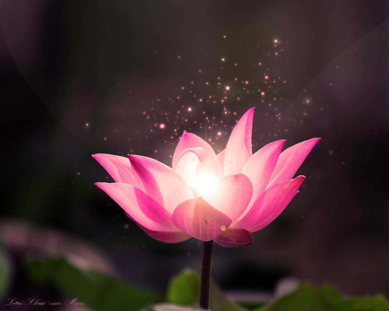 1280x1030 Lotus Flower Wallpaper, Desktop