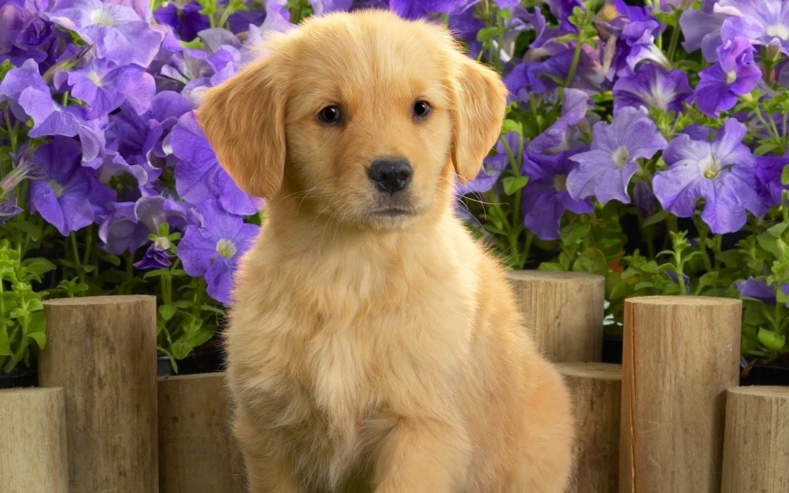 1600x1000 Petstyle Wallpaper: Golden Retriever Puppies Wallpaper, Desktop