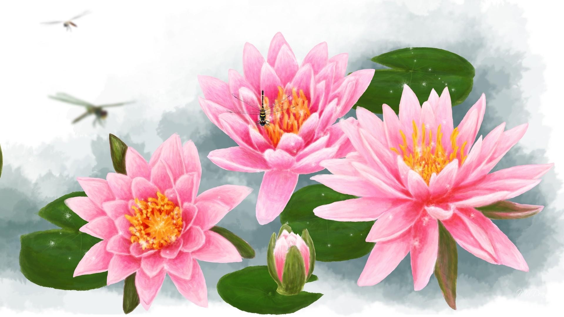 1920x1080 HD Water Lilies Pink Wallpaper, Desktop