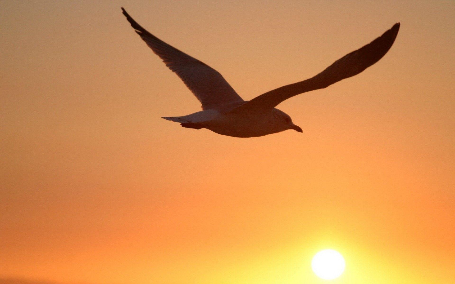 1920x1200 Seagull Sunset Picture, Desktop