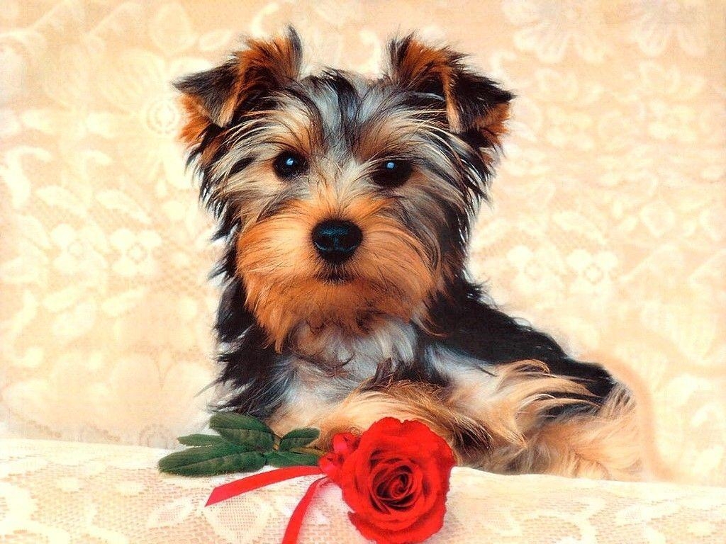 1030x770 Yorkshire Terrier Dog Image 01. hdwallpaper, Desktop