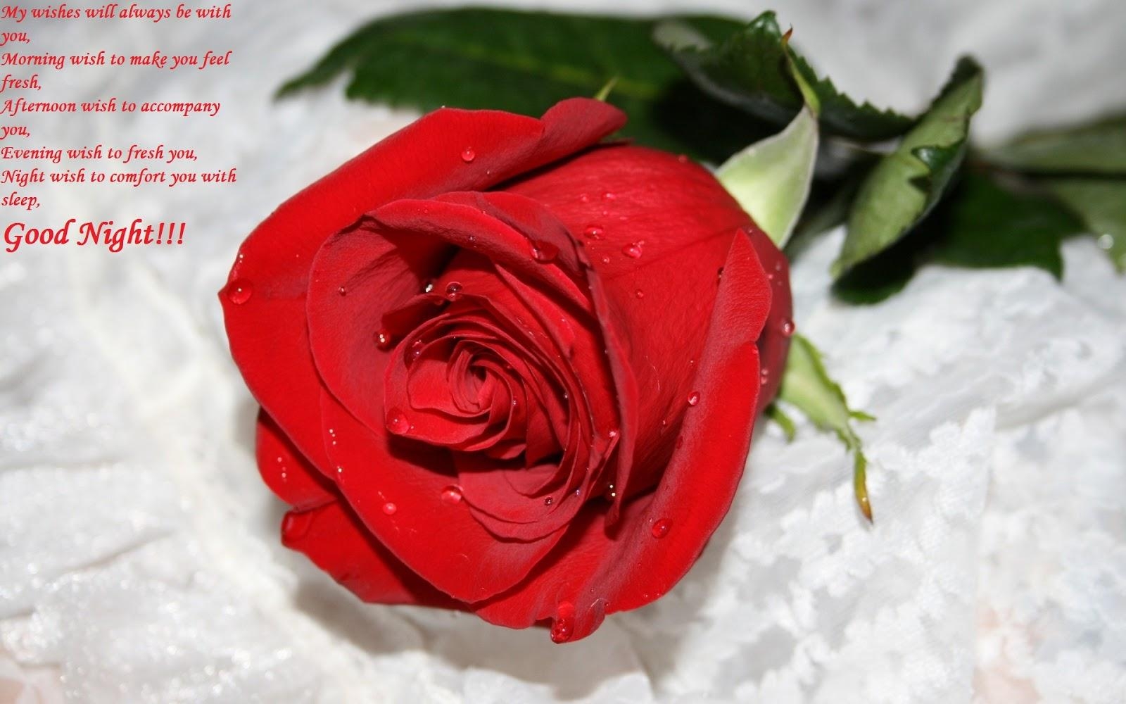 1600x1000 Good Night Red Rose Wallpaper Fitrini's Wallpaper, Desktop