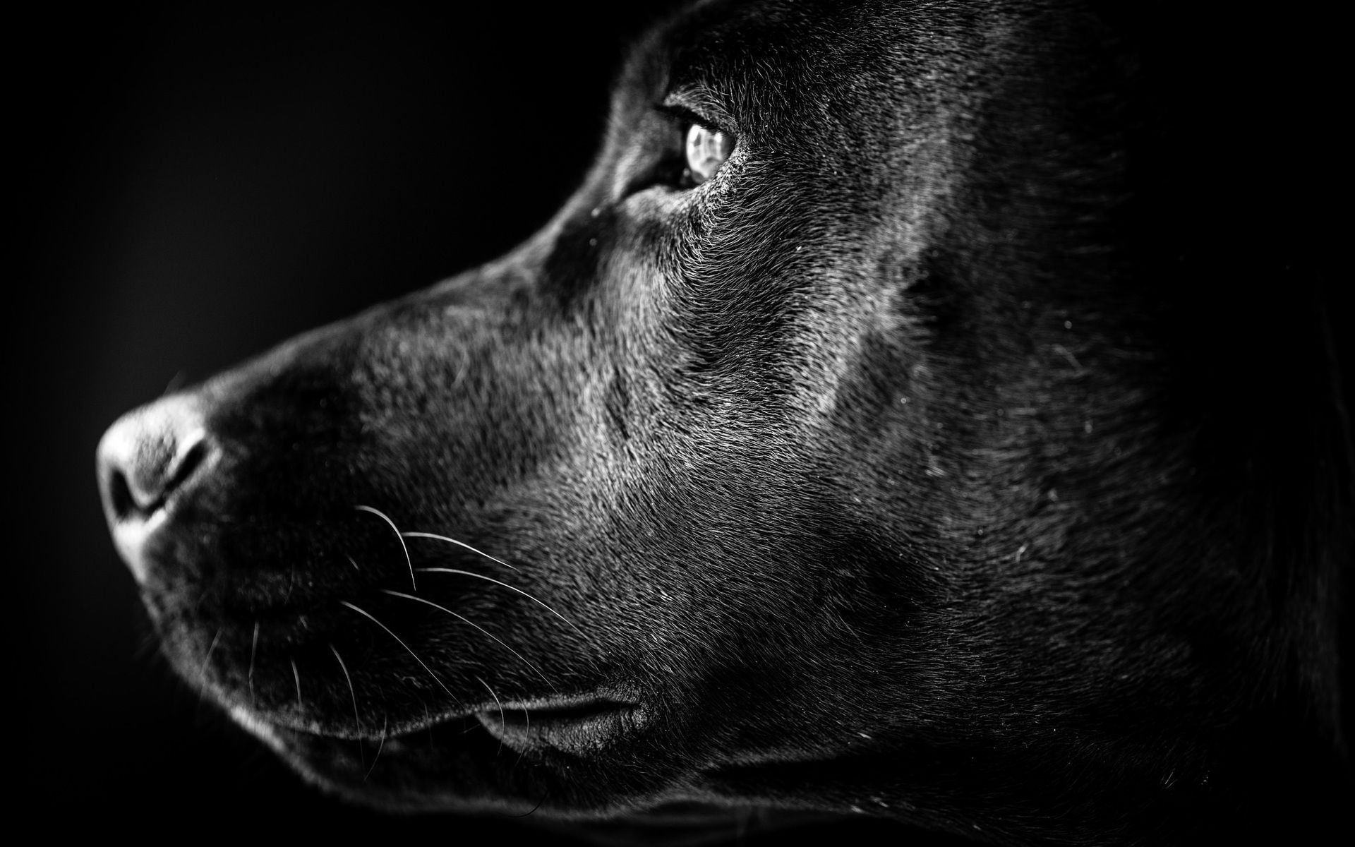 1920x1200 Free download Black Labrador Profile 4K Wide Uhd Wallpaper HD Wallpaper [] for your Desktop, Mobile & Tablet. Explore Black Labrador Wallpaper. Lab Puppy Wallpaper, Black Lab Wallpaper Desktop, Desktop