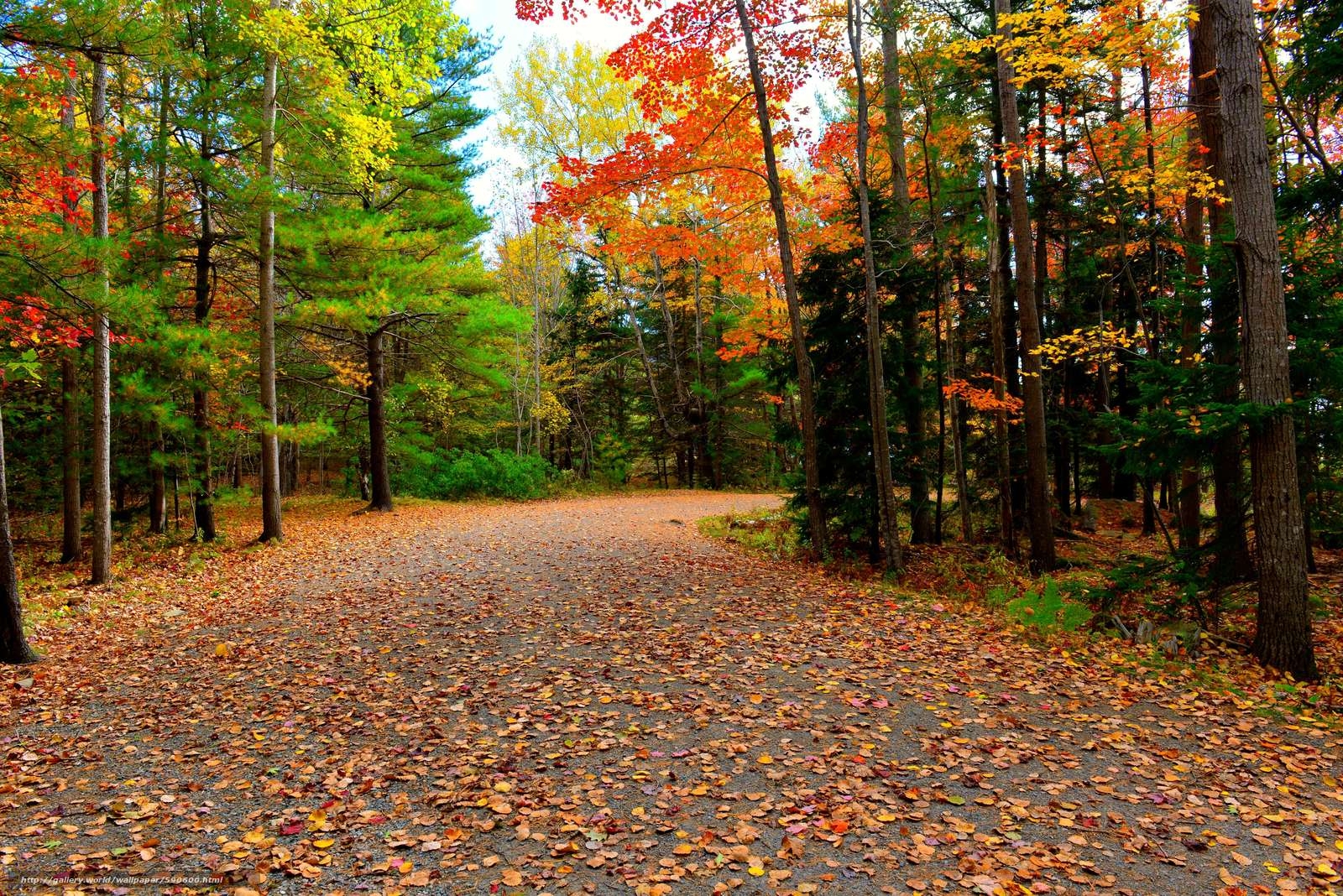 1600x1070 Download wallpaper Acadia National Park, autumn, road, trees free, Desktop