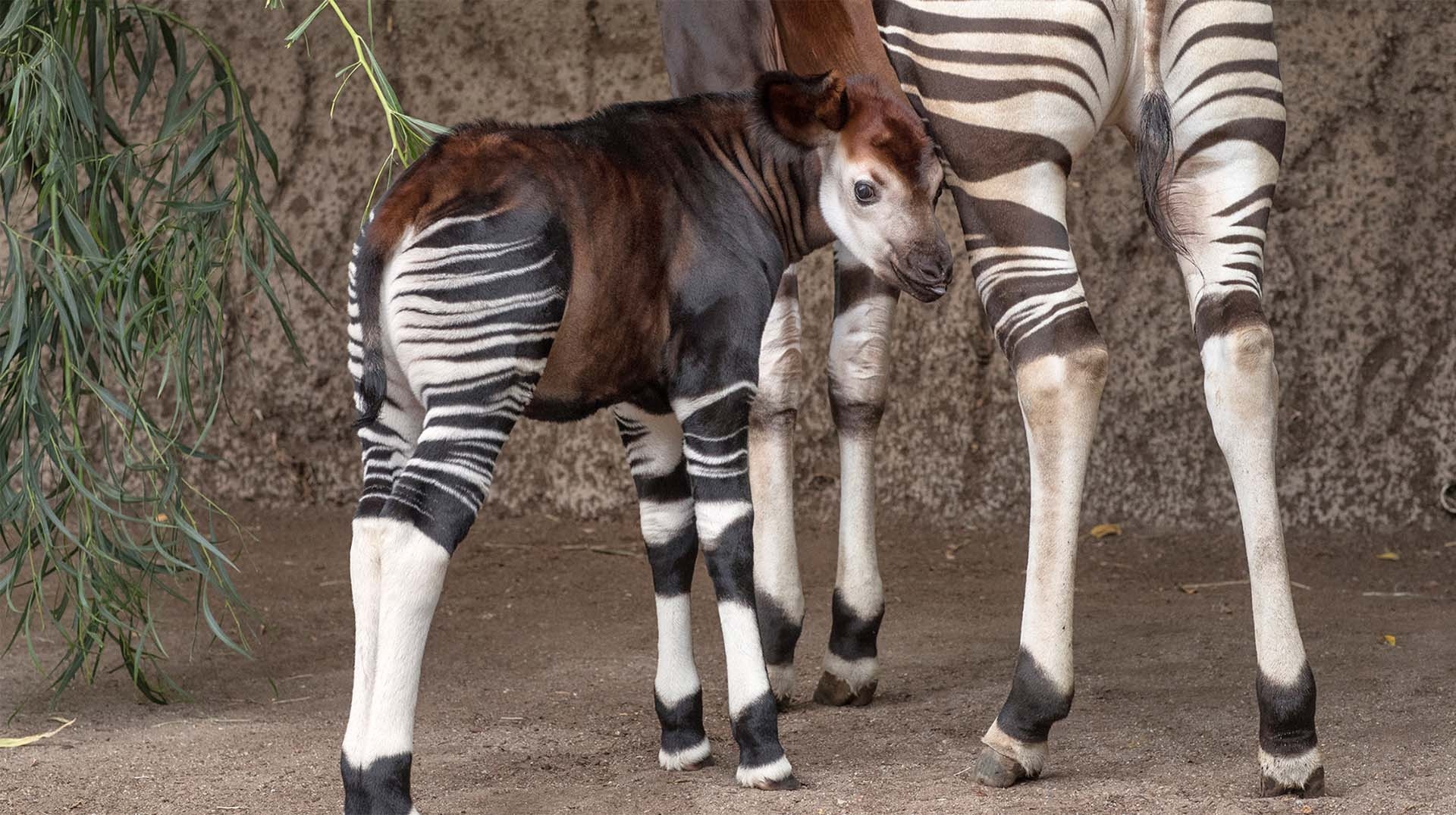 1920x1080 Okapi. San Diego Zoo Animals & Plants, Desktop