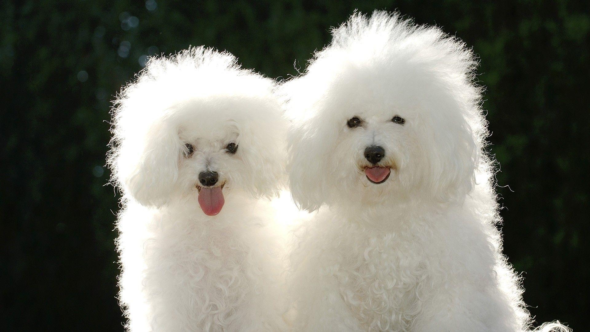 1920x1080 Download Dogs Poodle Wallpaper, Desktop