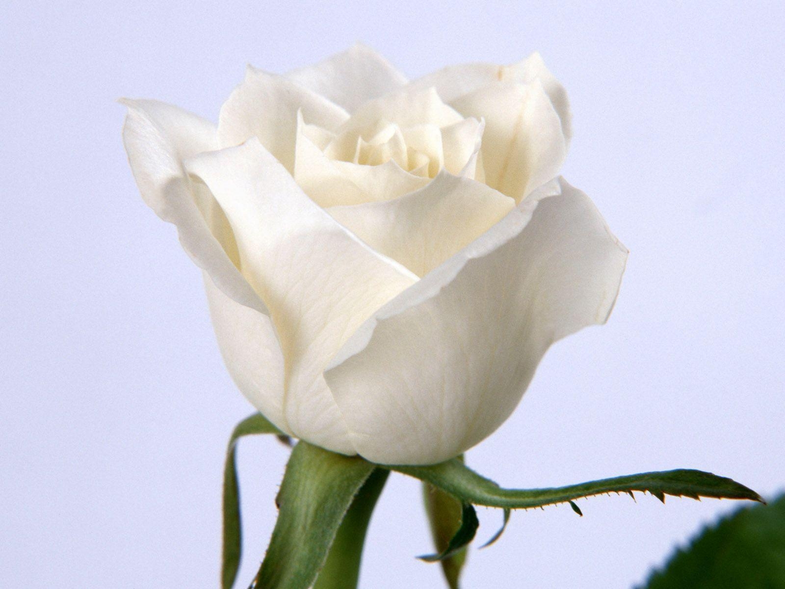 1600x1200 White Roses Wallpaper, Desktop