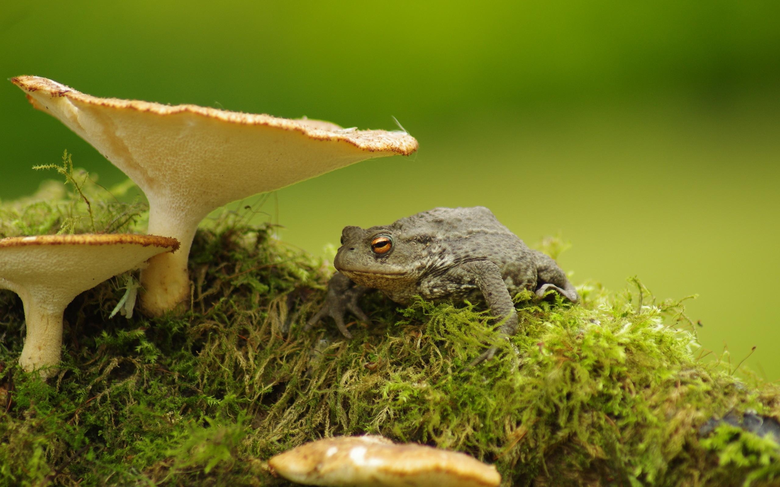 2560x1600 Toad HD Wallpaper and Background, Desktop