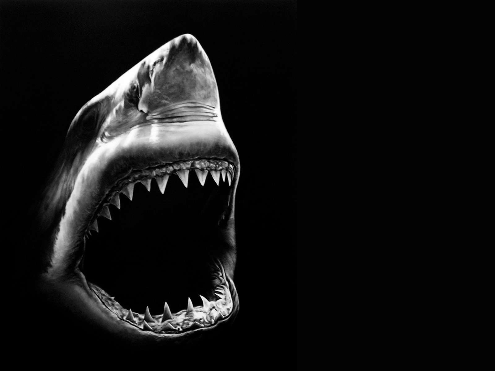 1600x1200 Shark Animal Killer Wallpaper Wallpaper. walldesktophd, Desktop