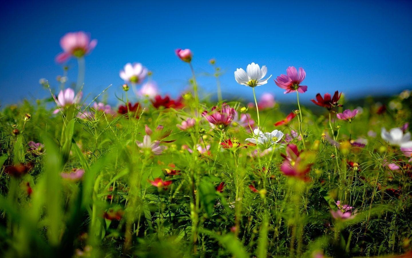 1440x900 Summer Flower Desktop Wallpaper, Desktop