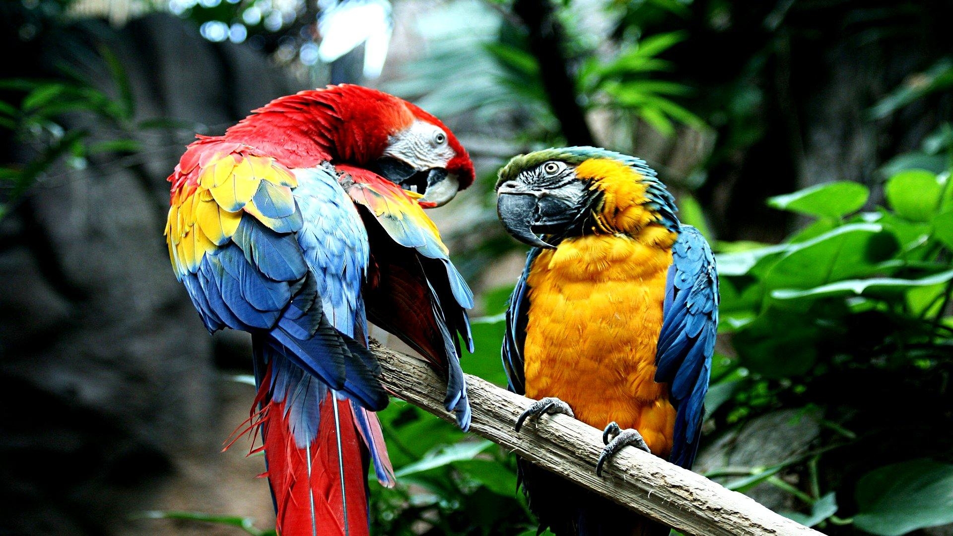 1920x1080 Macaw HD Wallpaper, Desktop