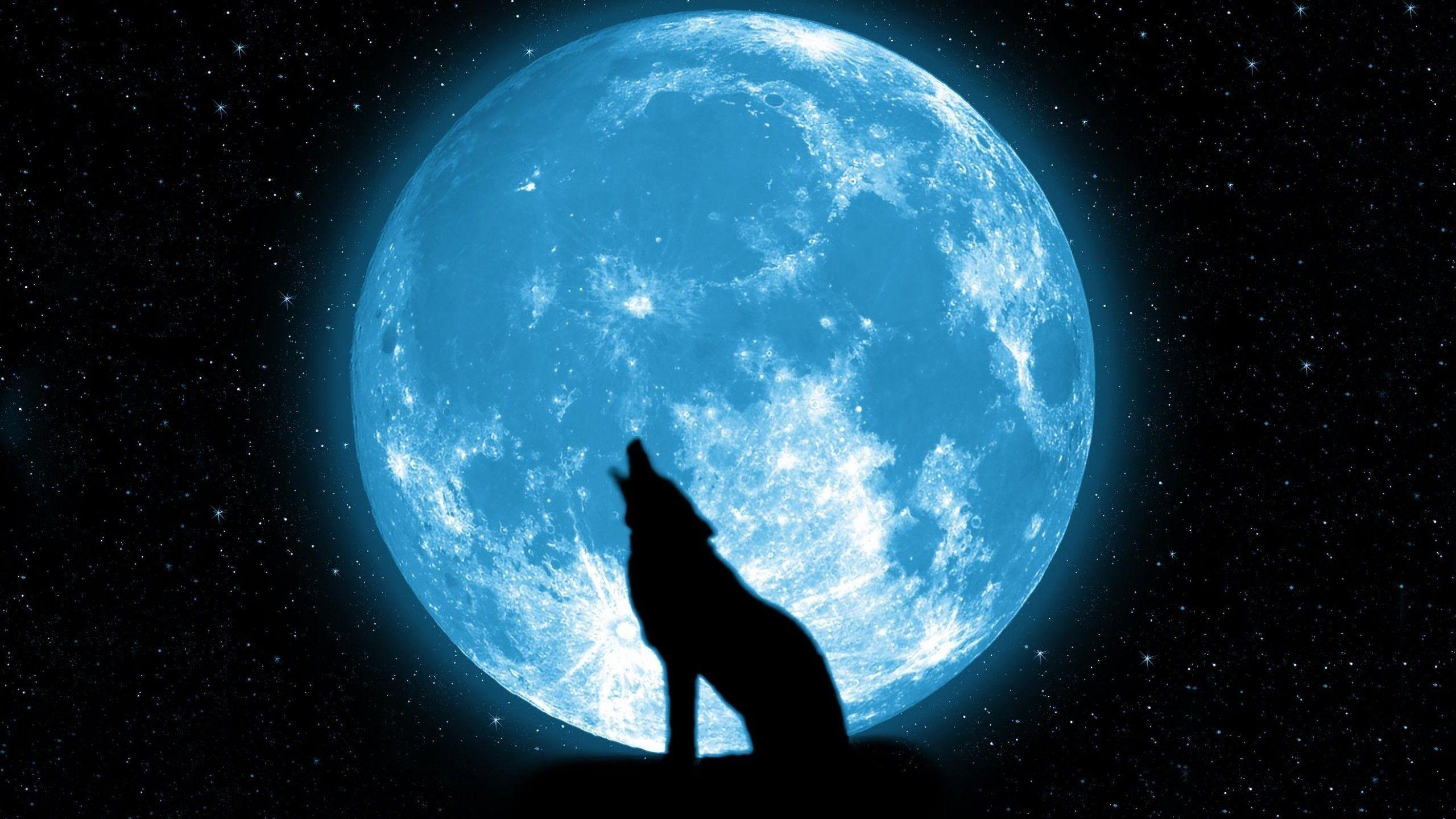 2560x1440 Howling Wolf Wallpaper Widescreen For Desktop Wallpaper 2560 x 1440, Desktop