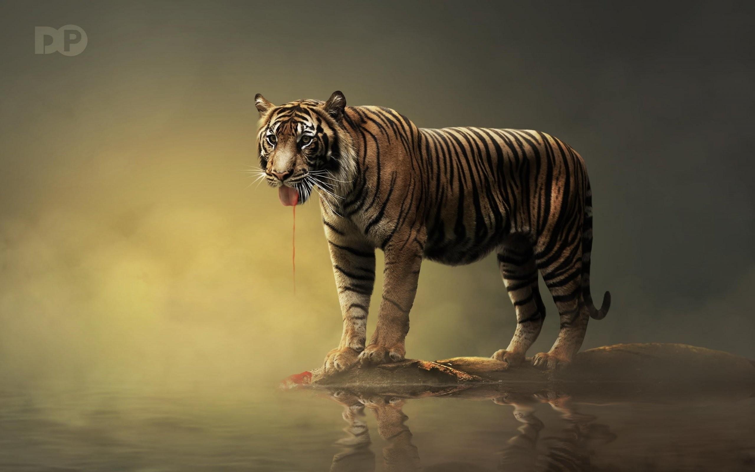 2560x1600 Predator, Background, Free, Artwork, Game Wallpaper, fantasy, Desktop