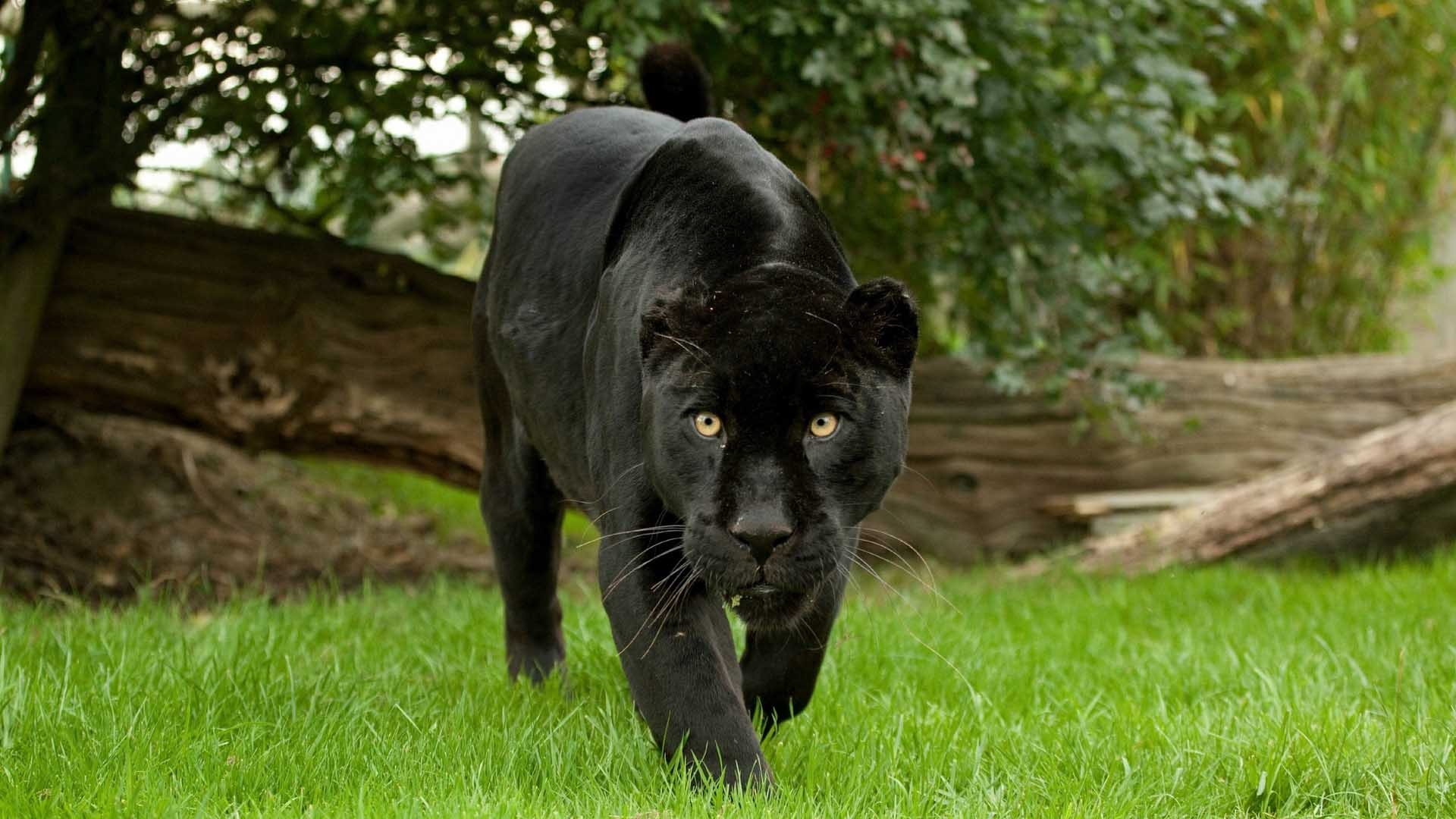 1920x1080 Black Jaguar Panther Image, Desktop