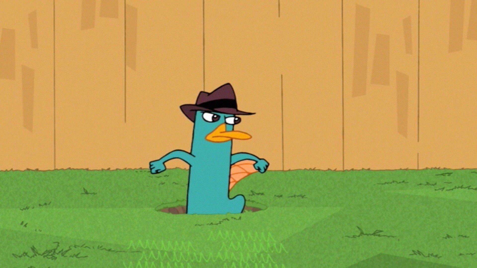 1920x1080 Wallpaper HD Photo Perry The Platypus, Wallpaper, HD Wallpaper, Desktop