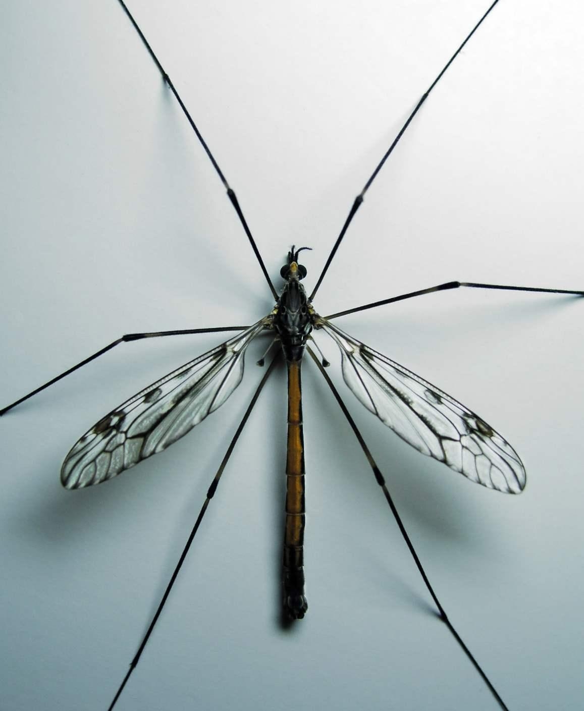 1160x1410 Crane Fly Insect Facts with Picture, Phone