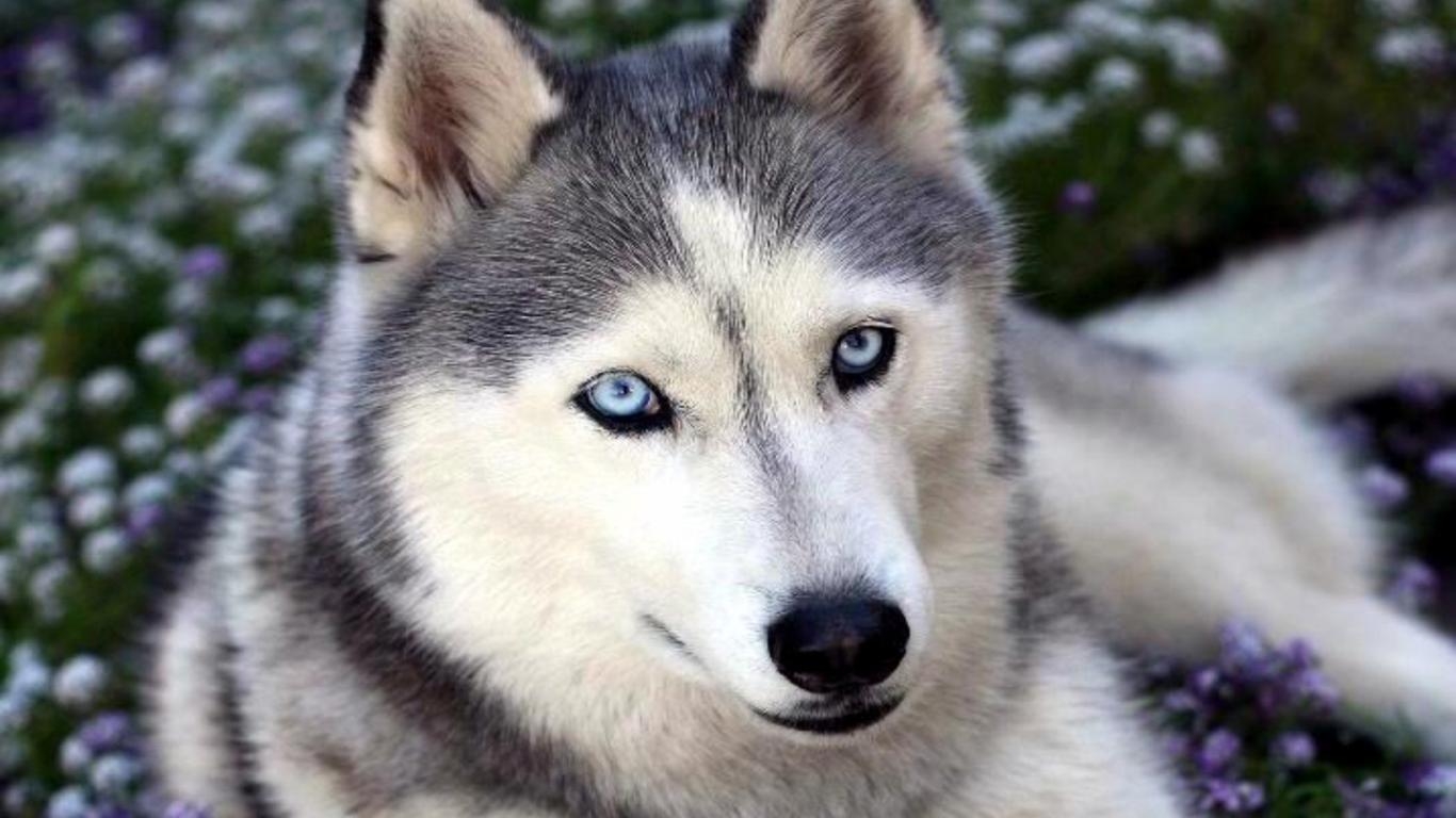 1370x770 Baby Siberian Husky, Desktop