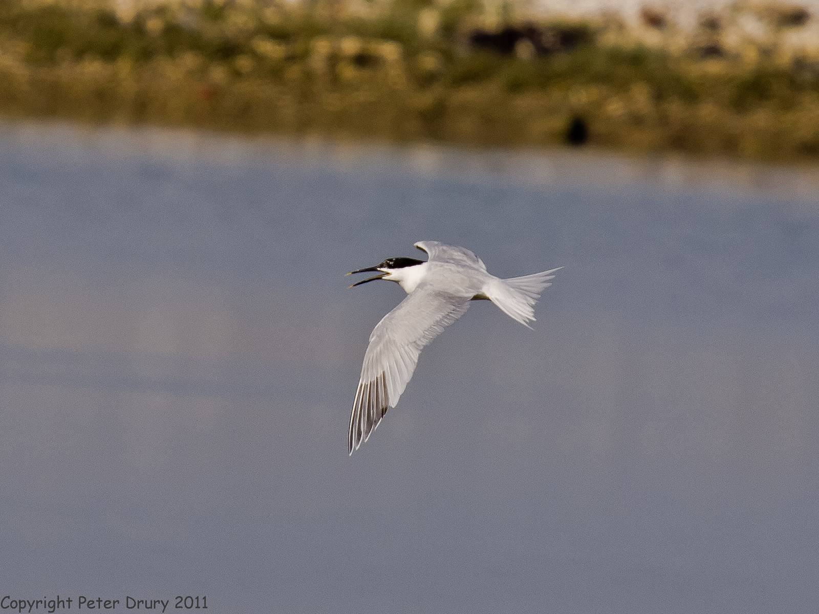 1600x1200 Tern (Sternidae), Desktop