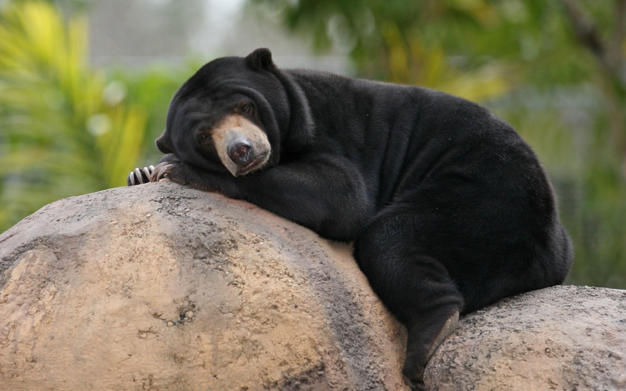 2560x1600 free screensaver wallpaper for sun bear. Malayan, Desktop