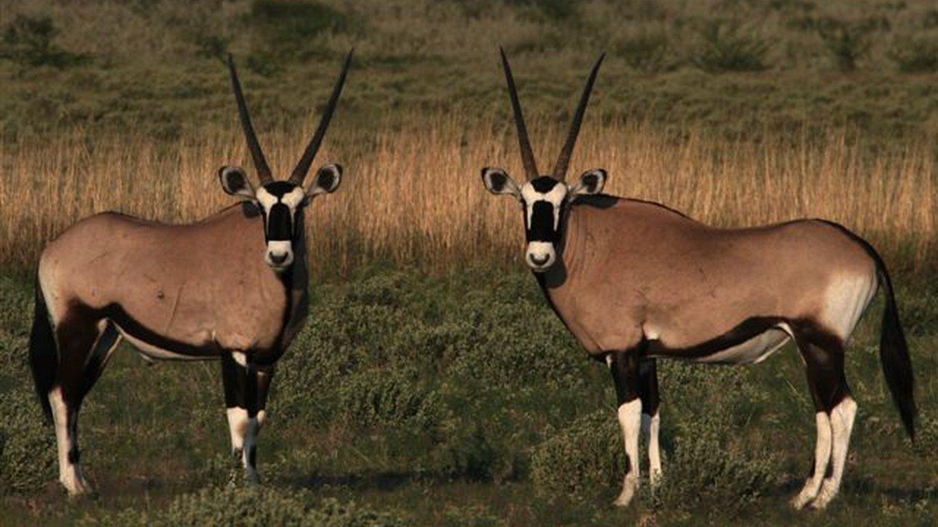 1370x770 Nxai Pan in Nxai Pan National Park, Botswana, Desktop