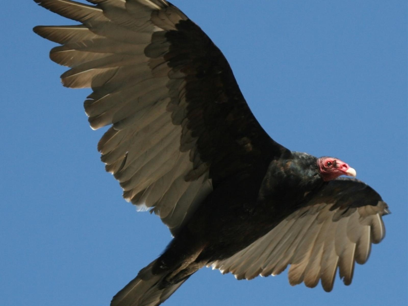 1600x1200 Vultures Chewing On Rubber Car Parts In Florida Everglades, Desktop