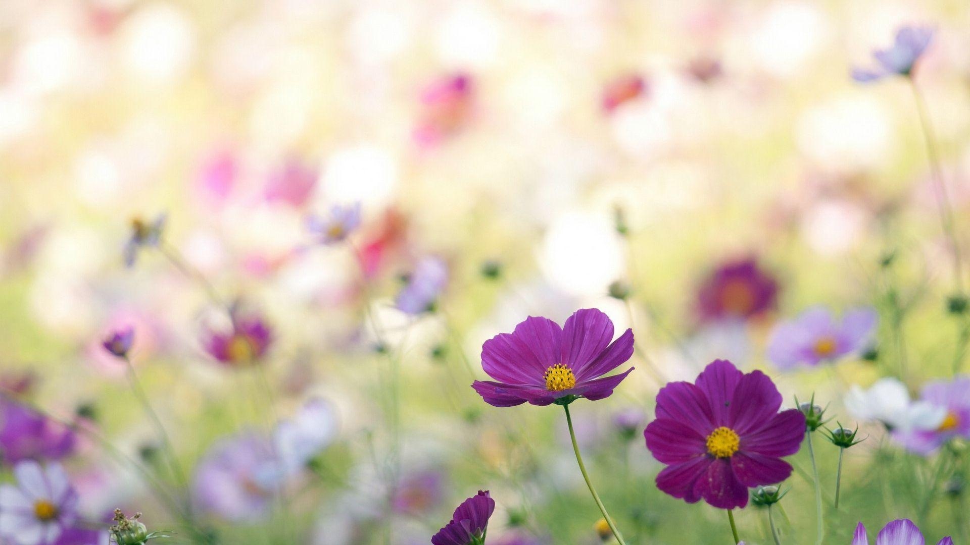 1920x1080 Flowers For > Wildflowers Wallpaper, Desktop