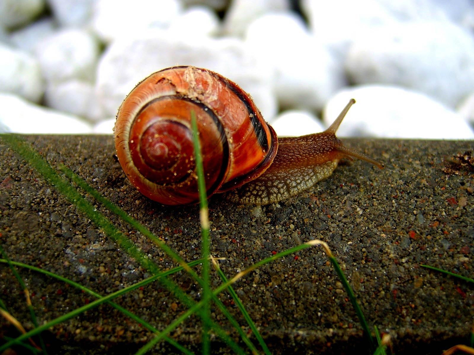 1600x1200 Snail Wallpaper and Background, Desktop